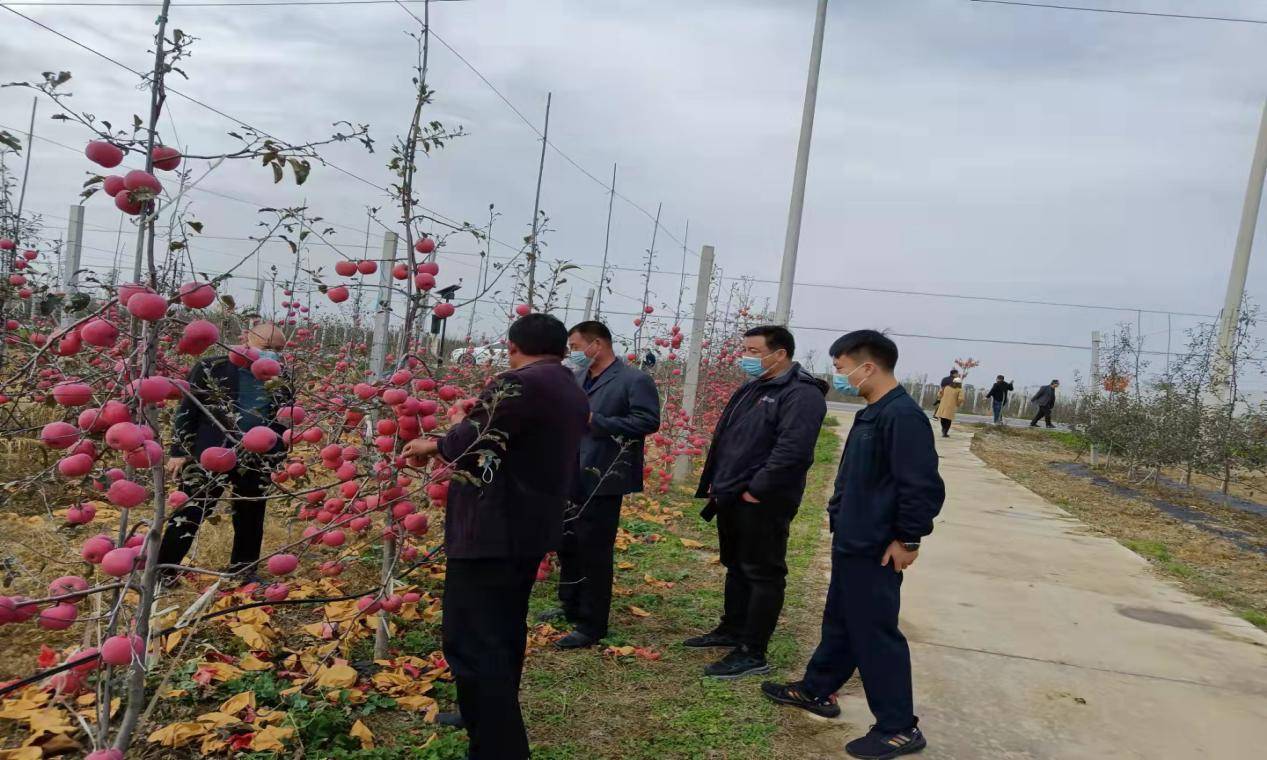 虞城县张集镇 组团赴陕西洛川苹果种植基地观摩学习