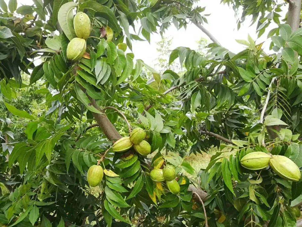 的发展,人们的腰包越来越鼓,一些价格相对高的进口坚果也成了香饽饽