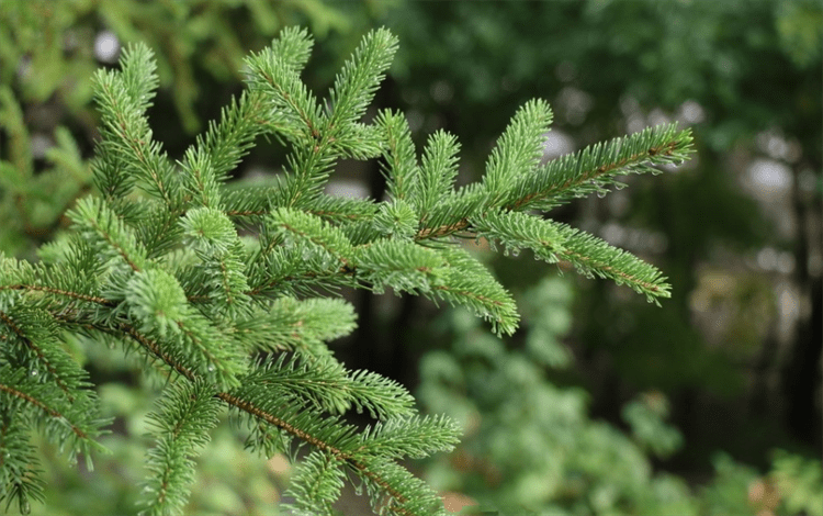 松柏的特点：专业耐“极限”恶劣环境，温度上下50度都没问题_特征 