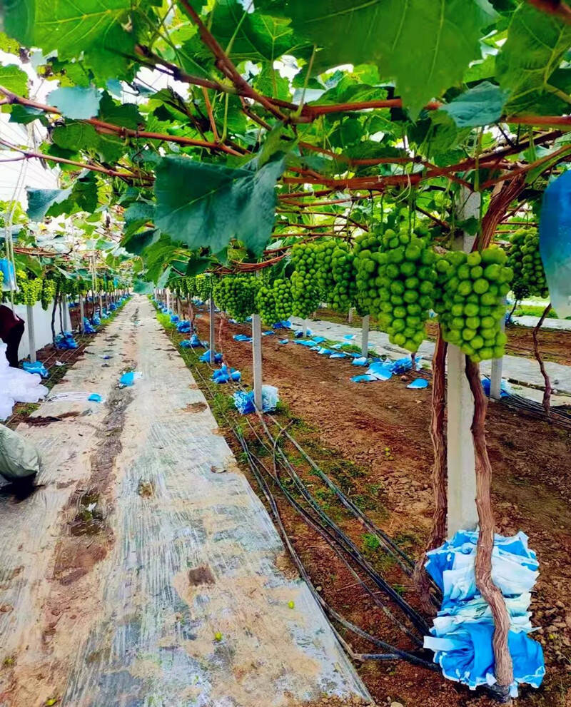 为了实现葡萄的优质优价,合作社建立了从育苗,种植,冷藏,销售相对完善