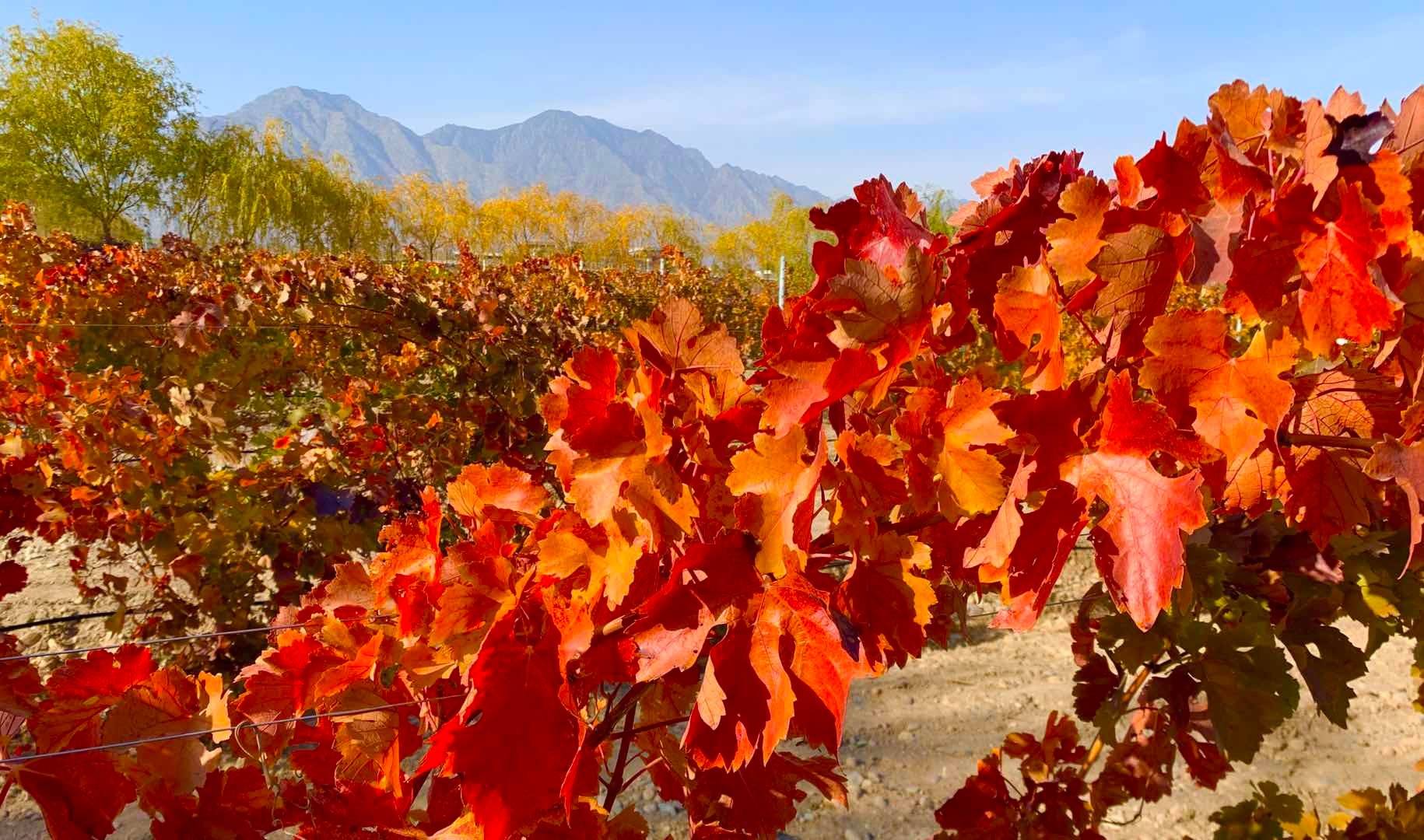 国际|国际金奖！宁夏澜德瑞酒庄在柏林斩获2金