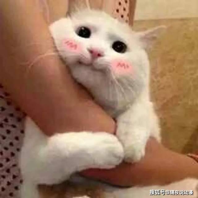 火遍全网的 表情包猫咪 和 藏狐男人 居然都是b站up主 猫猫