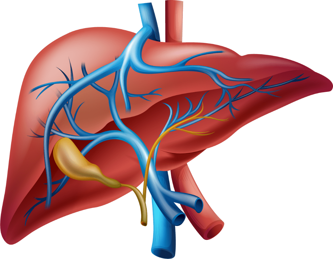 肝脏的隐形杀手为什么牛樟芝可以为护肝排毒