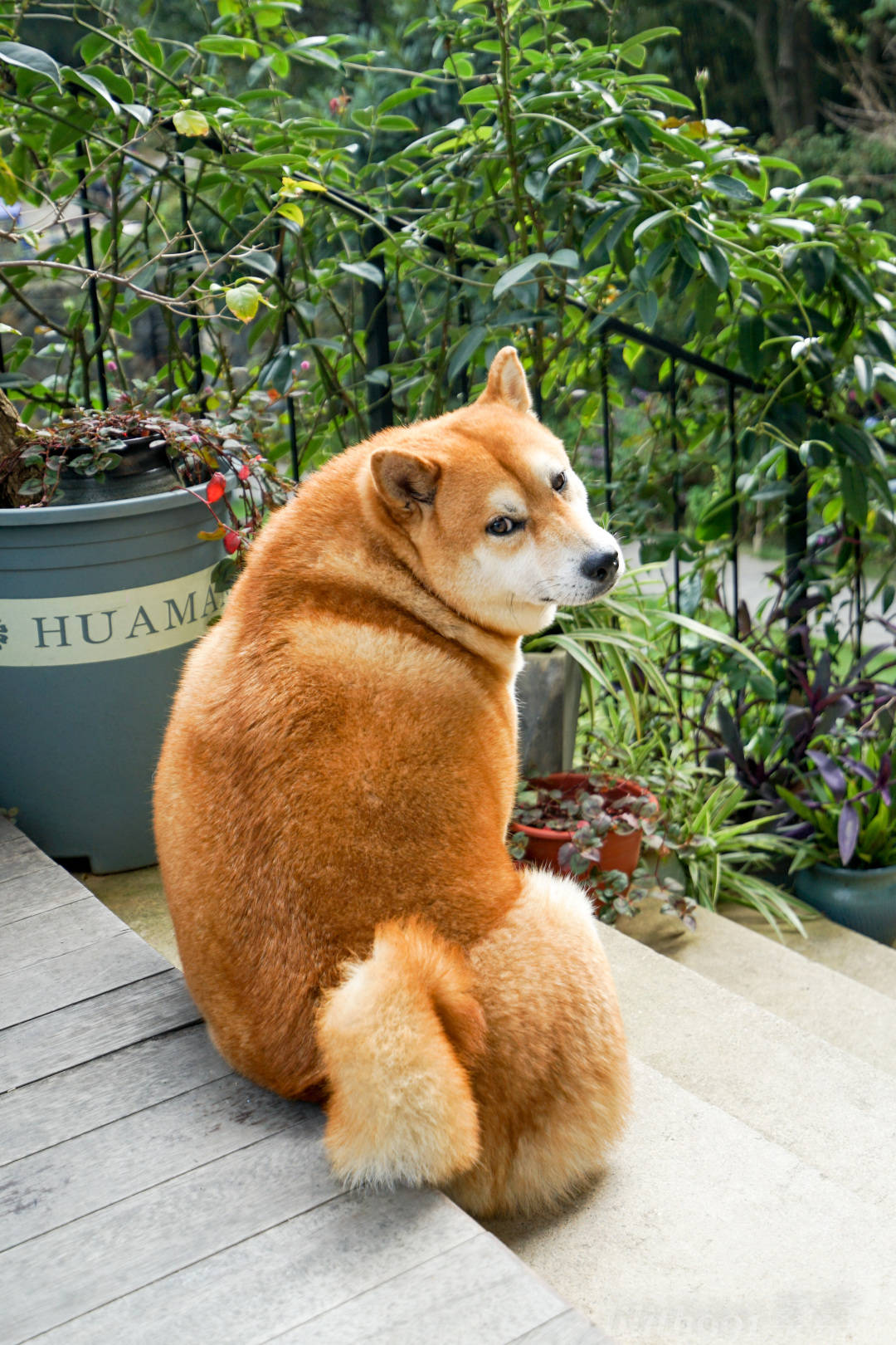 柴犬阿|浮生偷得半日闲，唯爱莫干山无二度假民宿