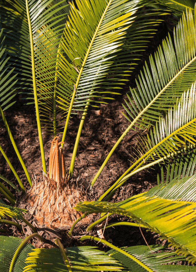 伍德苏铁寻妻百年的铁树鳏夫全球仅一棵克隆的树苗价值15万