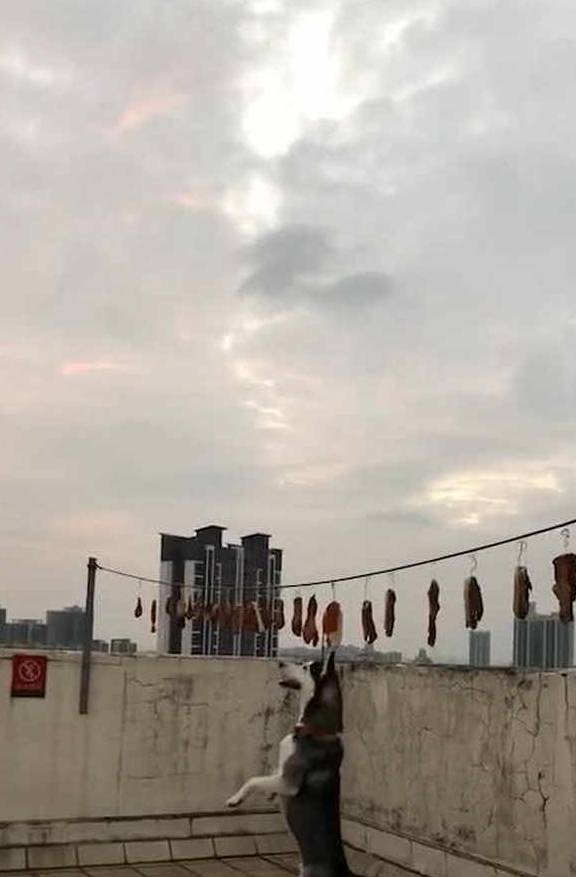 什么哈士奇消失不见，主人心想不妙要出事，跑到楼顶一看，差点气疯
