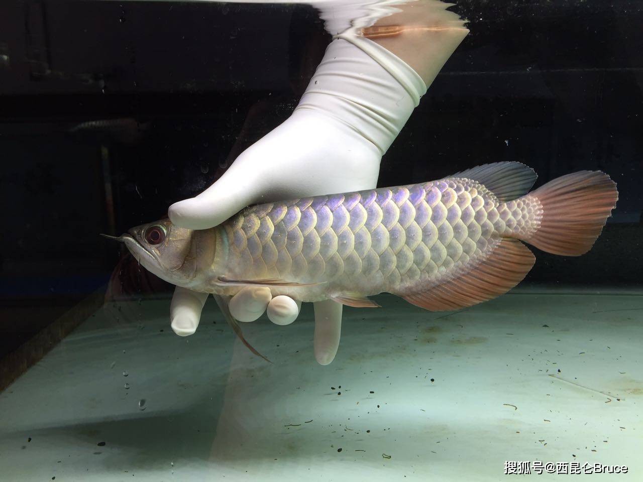 过背金龙拍出天价,号称水中劳斯莱斯,有何神奇之处_金龙鱼