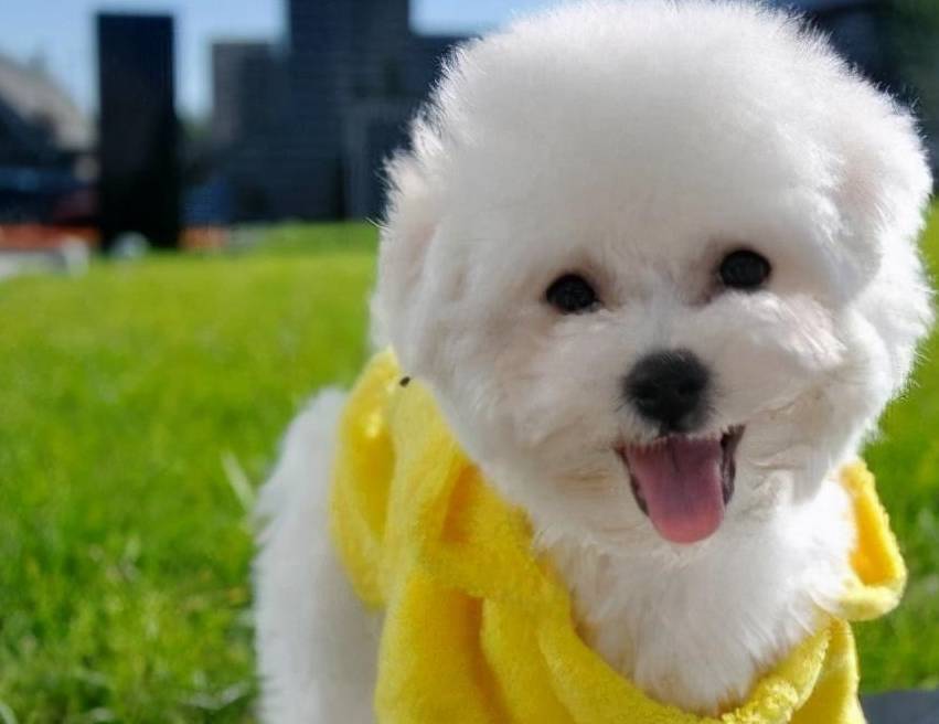 对主人很 忠诚 的7种小型犬 饲养过的人都说很值得 寿命 全网搜