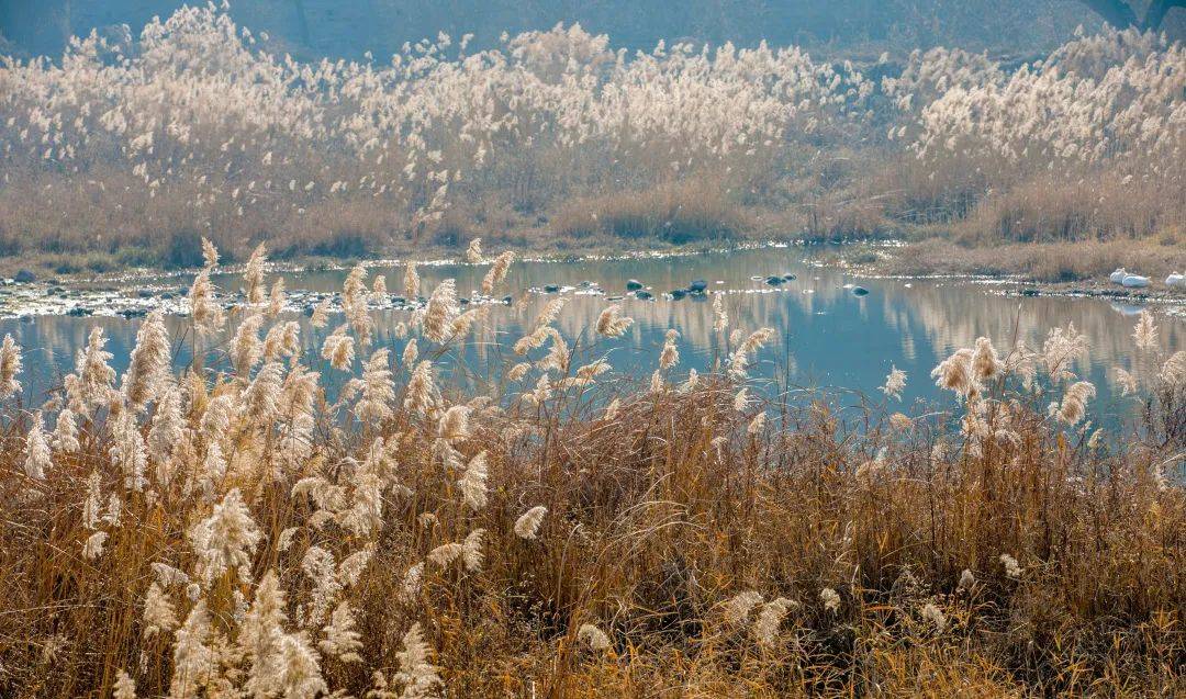 济南|你在等济南的“初雪”吗？它们在这些地方等你…