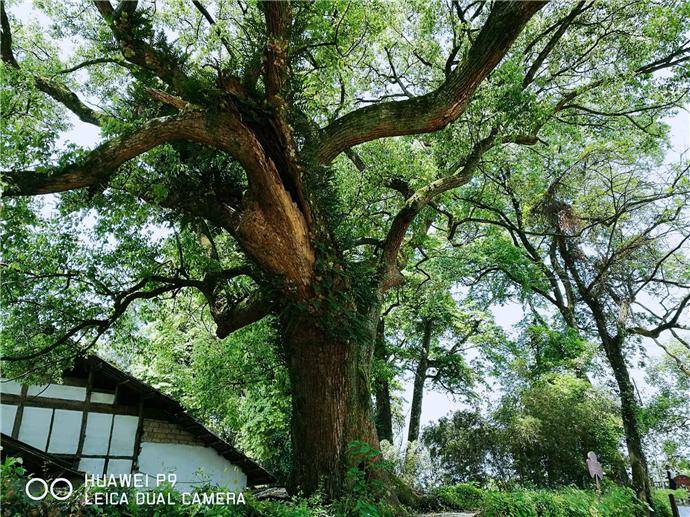 1000多年前，江西人种了几百棵树，今美成秘境，还价值连城