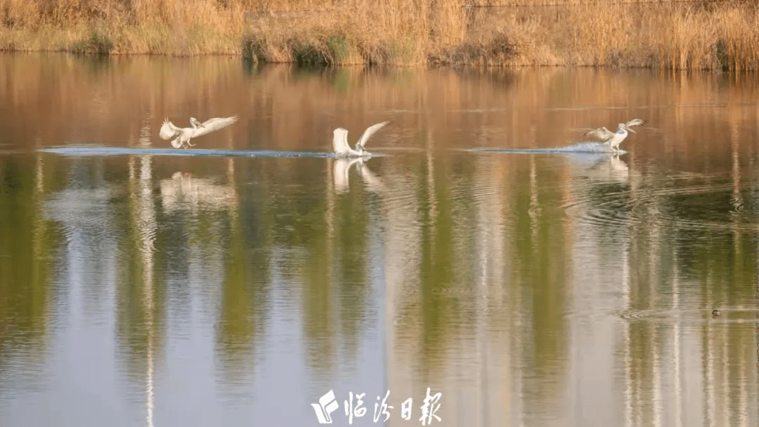 水面|这类濒危鸟飞抵汾河公园，画面美到无法呼吸