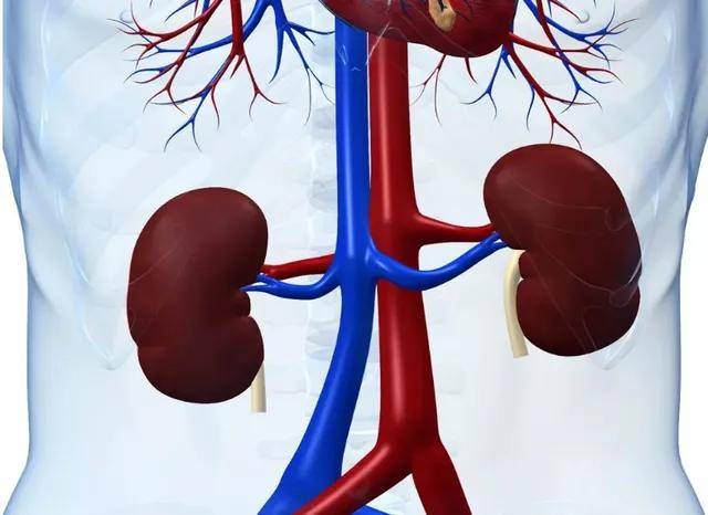 人体手术|世界首例！猪肾脏移植人体手术成功，3天均未发生排异反应