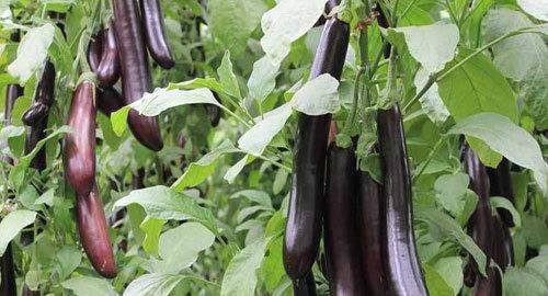 买茄子时 选直的还是弯的 良心菜农 别挑错了 不好吃还浪费钱 时候 全网搜