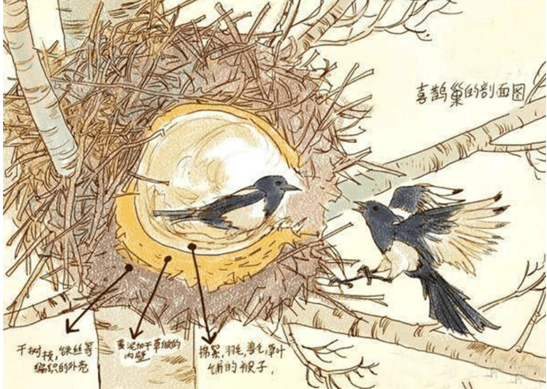 原创喜鹊窝为什么能避风雪外部粗糙简陋内部却别有洞天