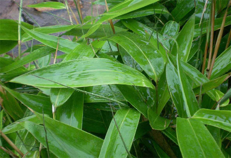常识科普：粽叶是什么植物的叶子？南方用箬叶，北方用芦苇叶_叶片