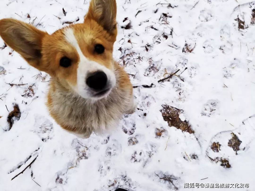 控制|秦皇岛初雪！惊艳四方的美景都在这儿了~