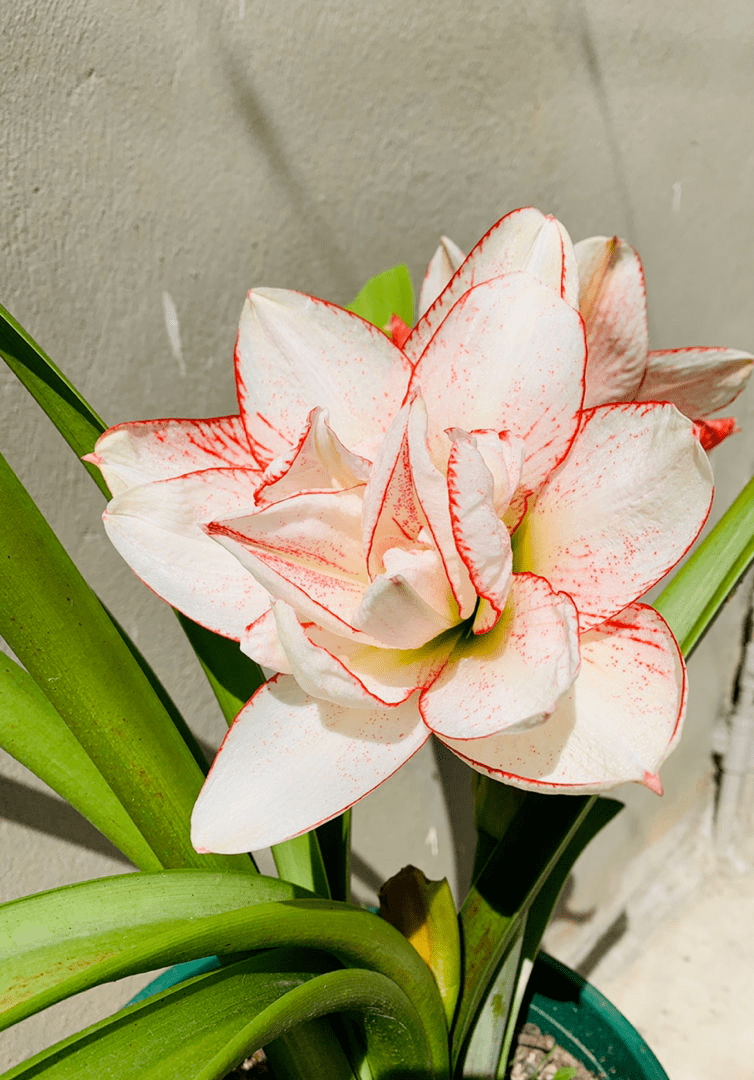 冬天养花要当心 4个坏习惯要注意 不然花可能会被你 害死 花卉