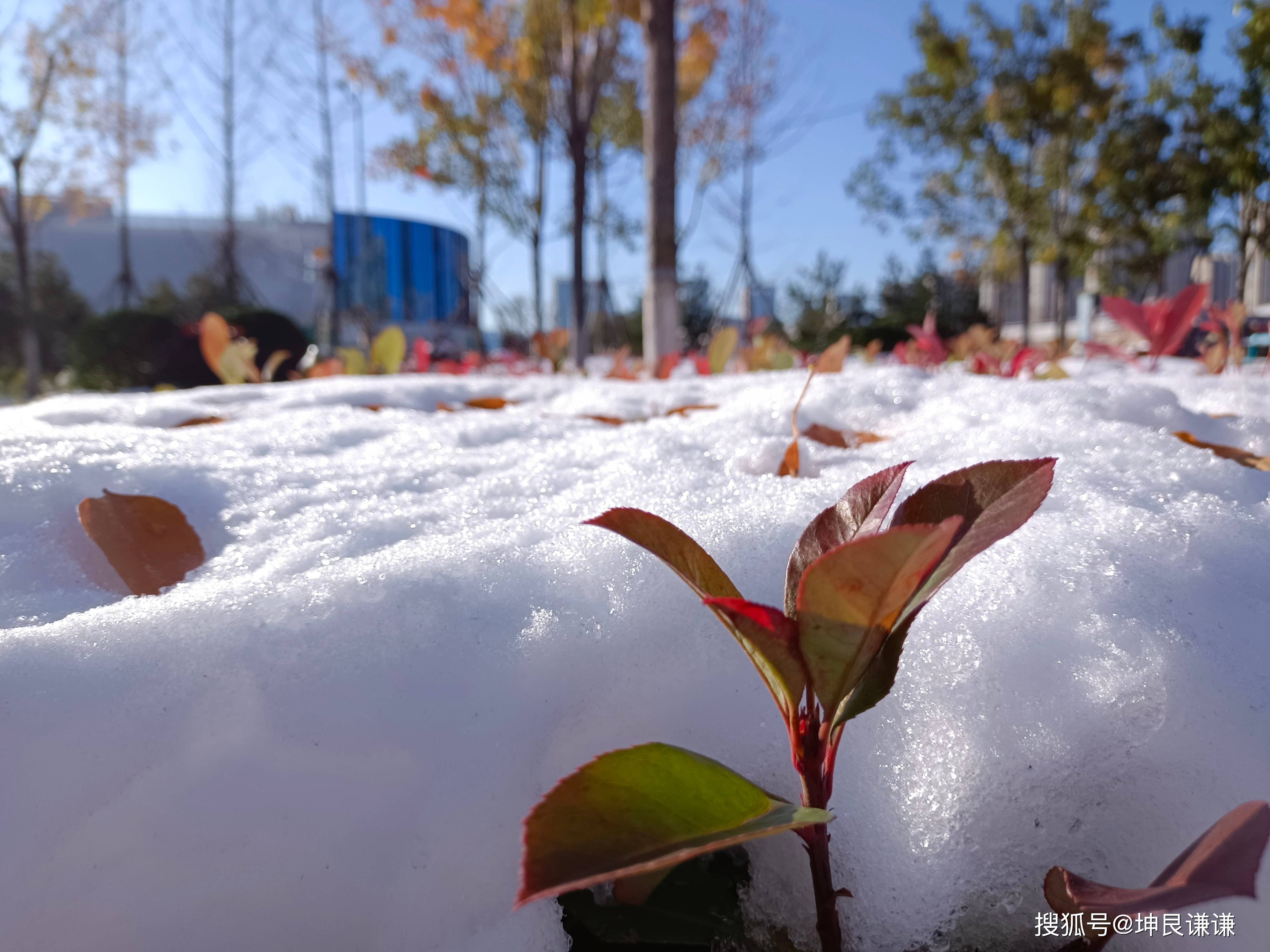 斗志昂扬的生命突破雪的覆盖银杏叶还没有枯带着绿意就落入雪的怀抱