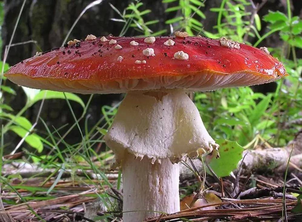 光过敏性皮炎引起这种症状代表性的蘑菇为胶陀螺菌,俗称猪嘴蘑,吃起来