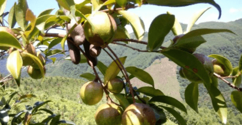 農村一種植物,親戚想砍掉養雞,殊不知榨成油1斤100元靠種植供應_茶樹