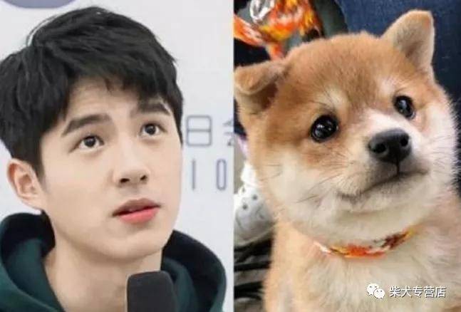 柴犬狗狗界的刘昊然