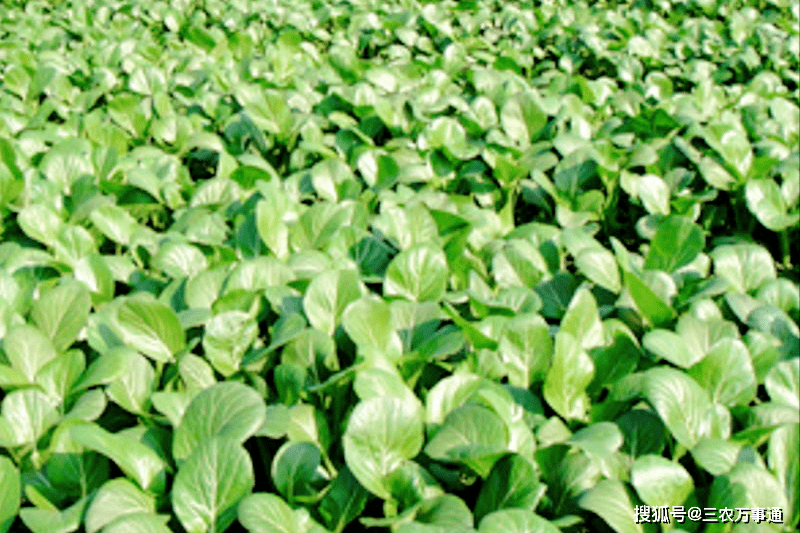 苔菜的种植方法和时间 选好对路品种 加强水肥管理 栽培