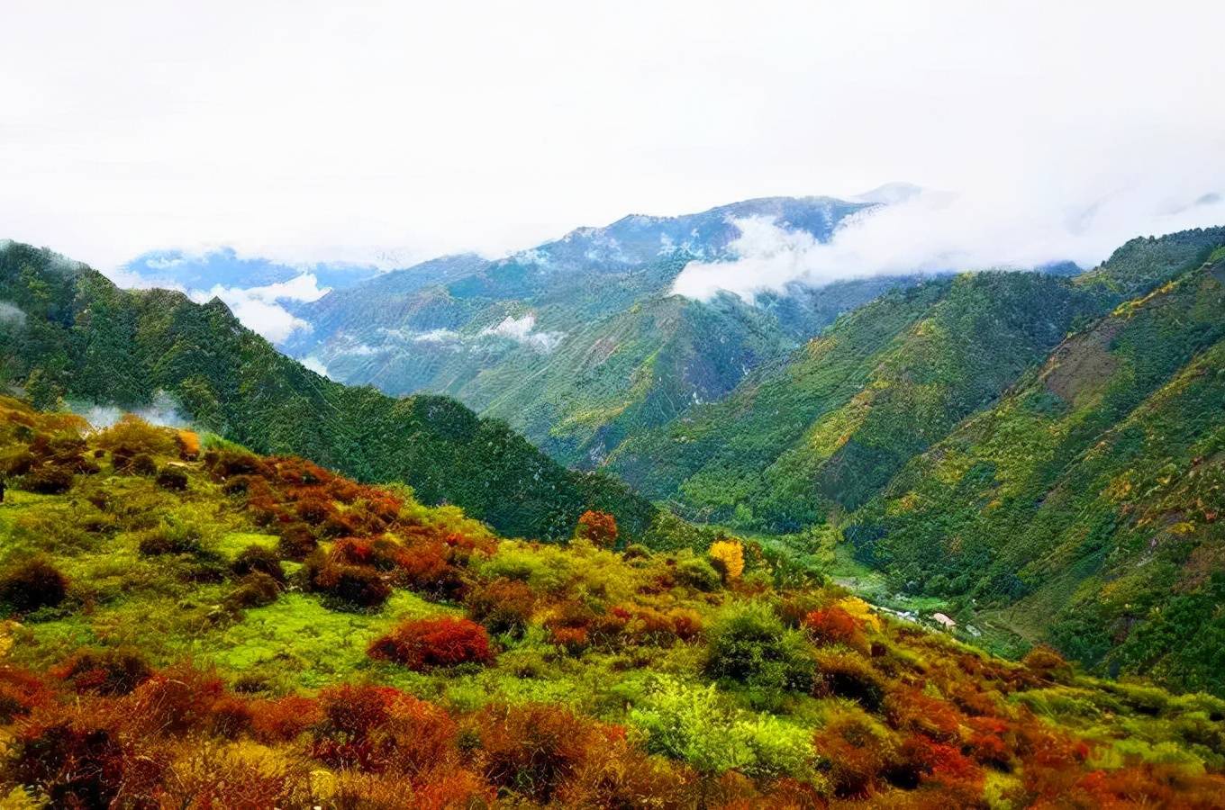 卓西牧场金秋时节彩林童话
