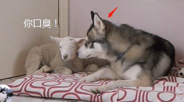 小羊主人给二哈找了个“媳妇”，网友却担心了，狗：养肥了再吃