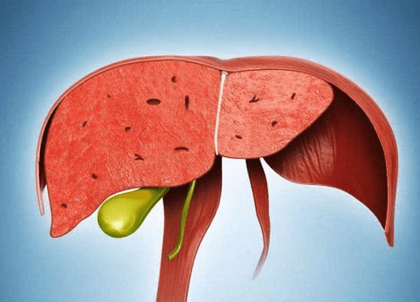 肝脏|肝脏“被搞坏”这5个部位会投诉你！做好3件事，肝脏才能好受
