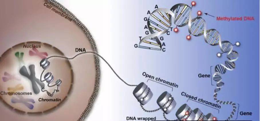 技术|用衰老杀死癌细胞？美科学家人为设计分子，使寿命延长50%