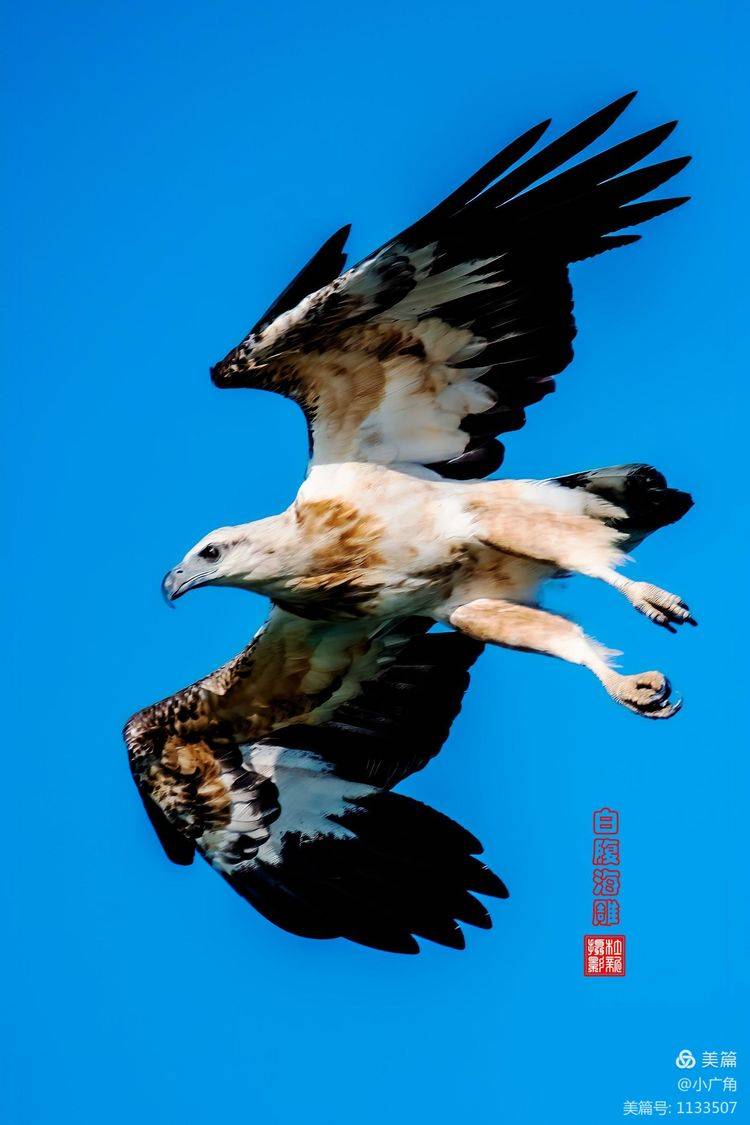 美图迁徙之鹰