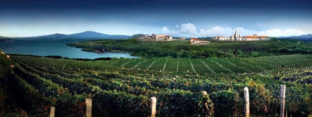国际视野|发挥产业优势，打造“海岸葡萄酒”标志品牌 国际视野 中国领先 蓬莱特色