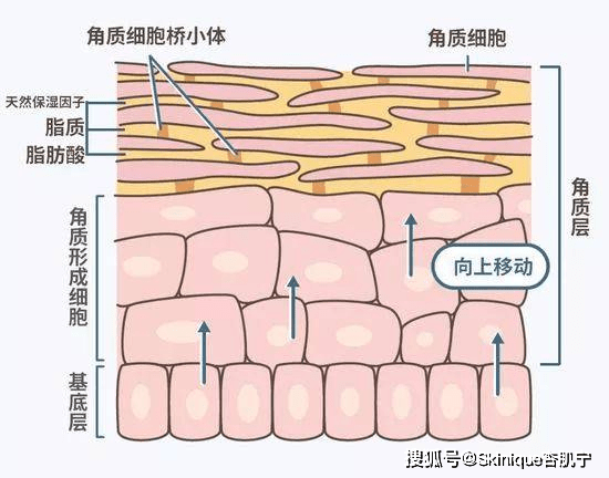 什么什么是屏障受损？如何修复屏障受损？