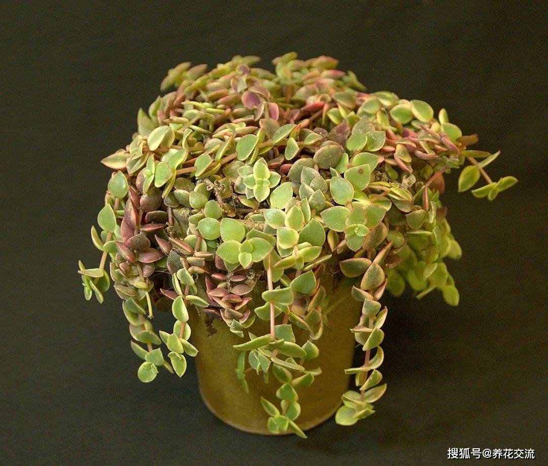 6种适合养在窗台的多肉植物 可以用吊盆栽种 可以垂盆生长开花 钱藤