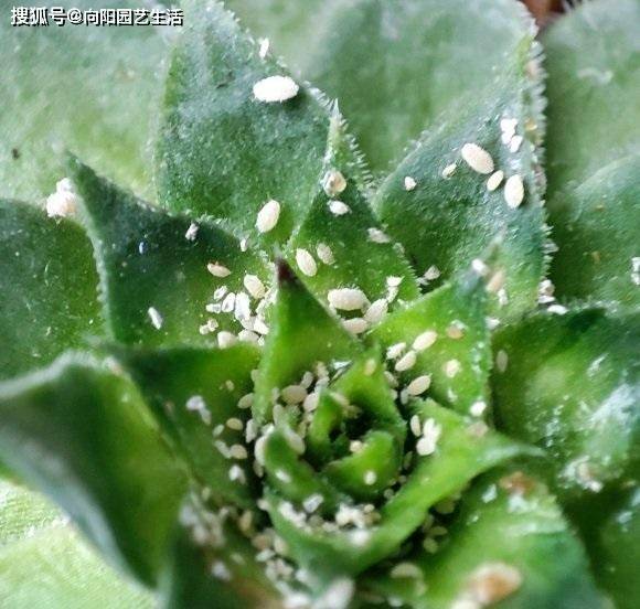 白粉虫真恶心,多肉遭殃了,全都是白粉虫,用小白药,彻底杀虫_药剂