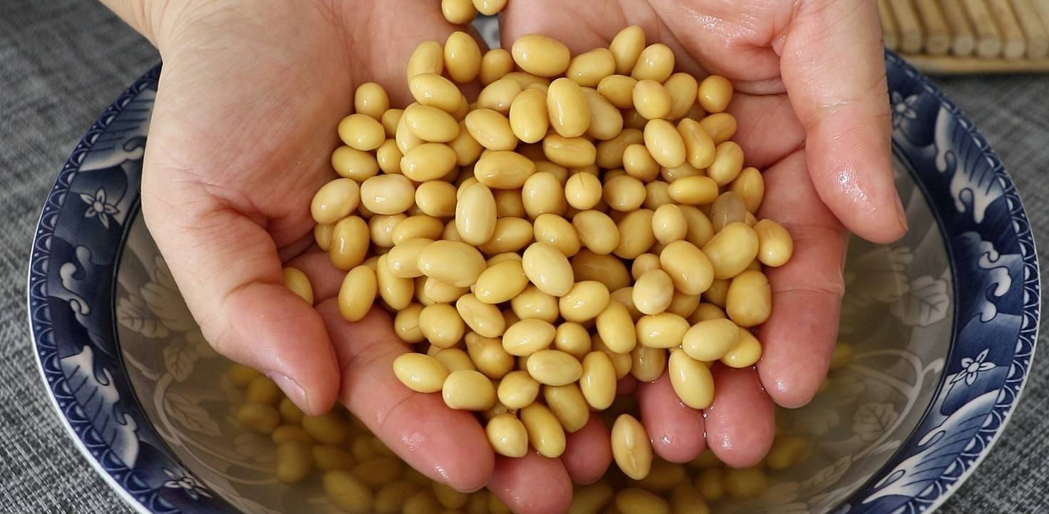 泡到黄豆粒变得胖乎乎的就能够了.