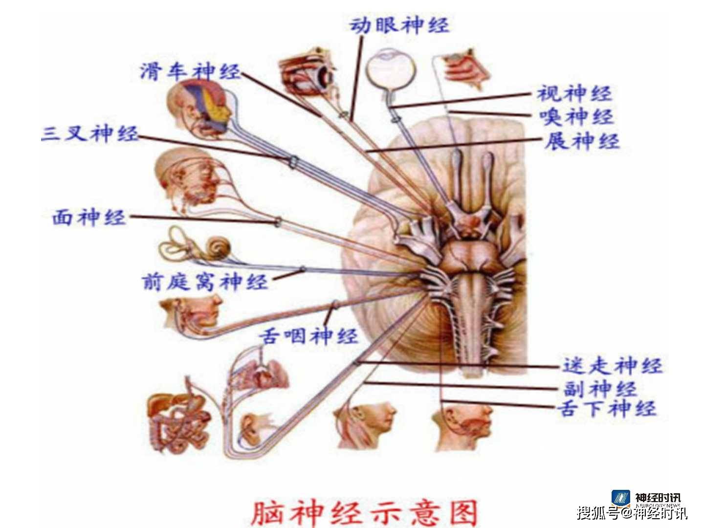 脑神经解剖图精细课件讲解