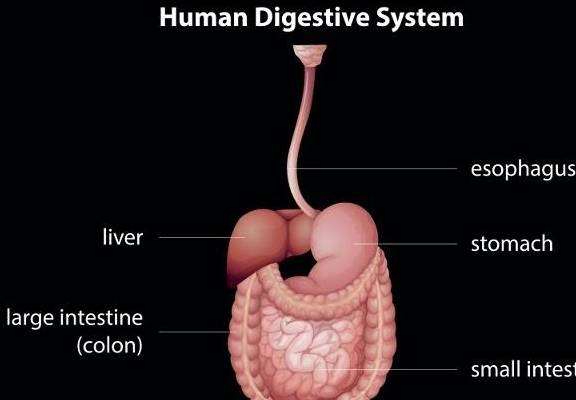 蔬菜|肝脏不好的人,如果有这3个信号,可能是肝在向你“呼救”