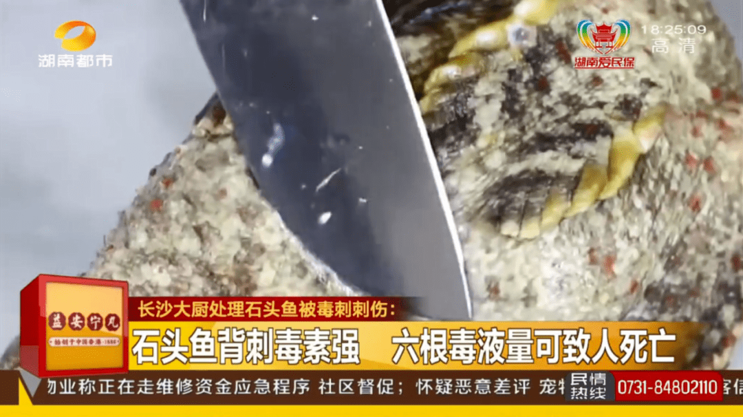 長沙|男子被魚刺扎一下緊急送醫！醫生：?這種魚刺毒性極強！6根可致死