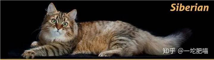 因为如何做猫舍│猫品种的选择