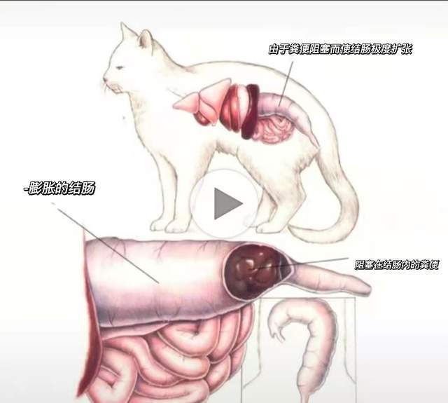 巨结肠是猫咪的一种肠道疾病