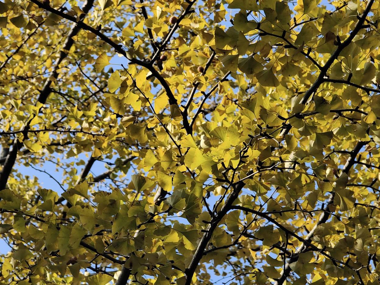江油：1200年前的古银杏树 满树黄叶摇曳