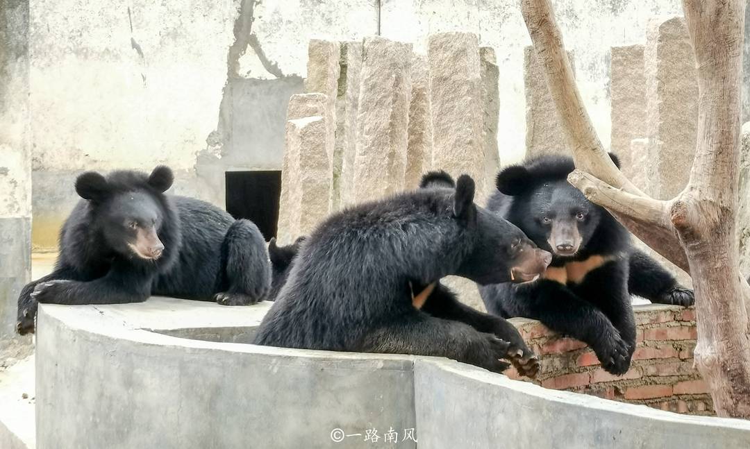 生活|潮州隐藏独特的动物庄园，猴子黑熊又萌又可爱，你去过吗？