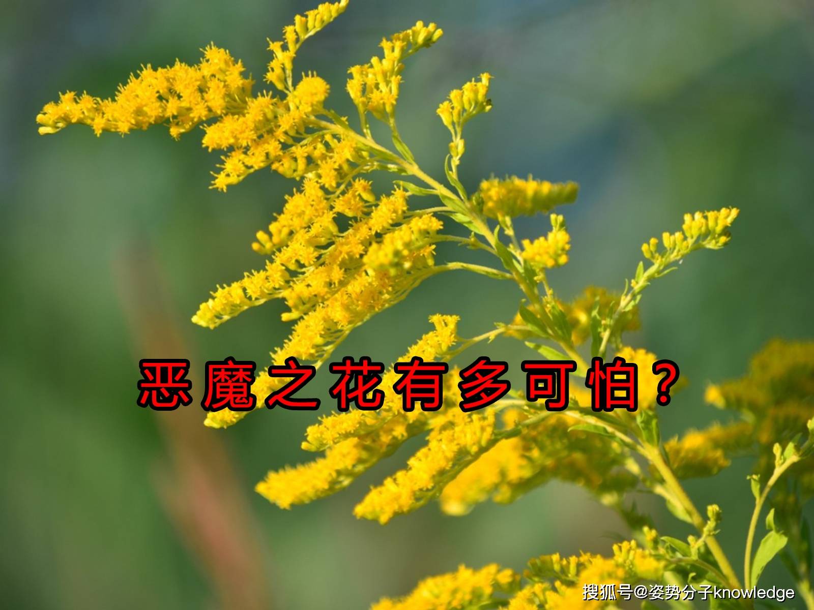 原创1棵能长出20000棵恶魔之花有多厉害为何专家不想完全铲除