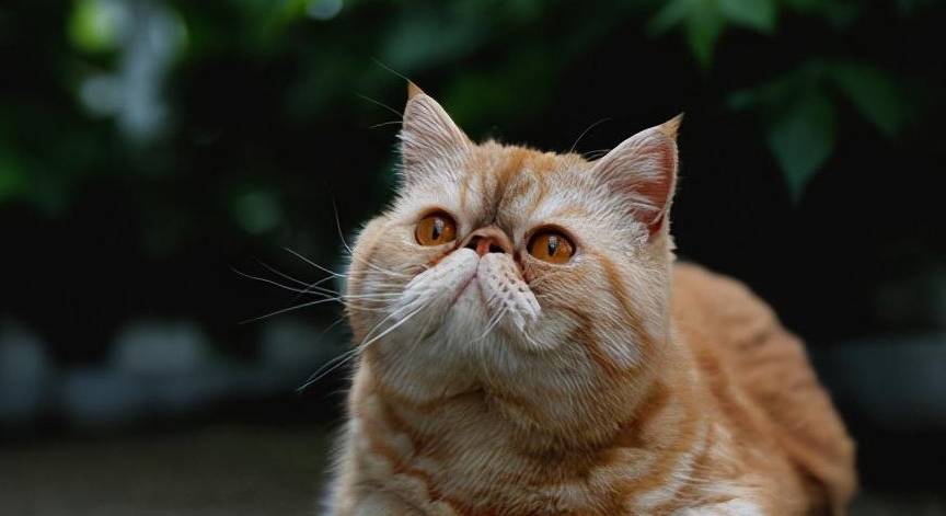 名字资深铲屎官建议：新手养猫，千万不要养这5种猫