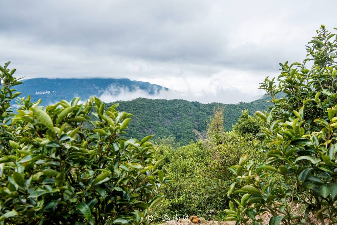 潮汕第一高峰，云雾缭绕似仙境，村民靠百年茶树早早过上小康生活