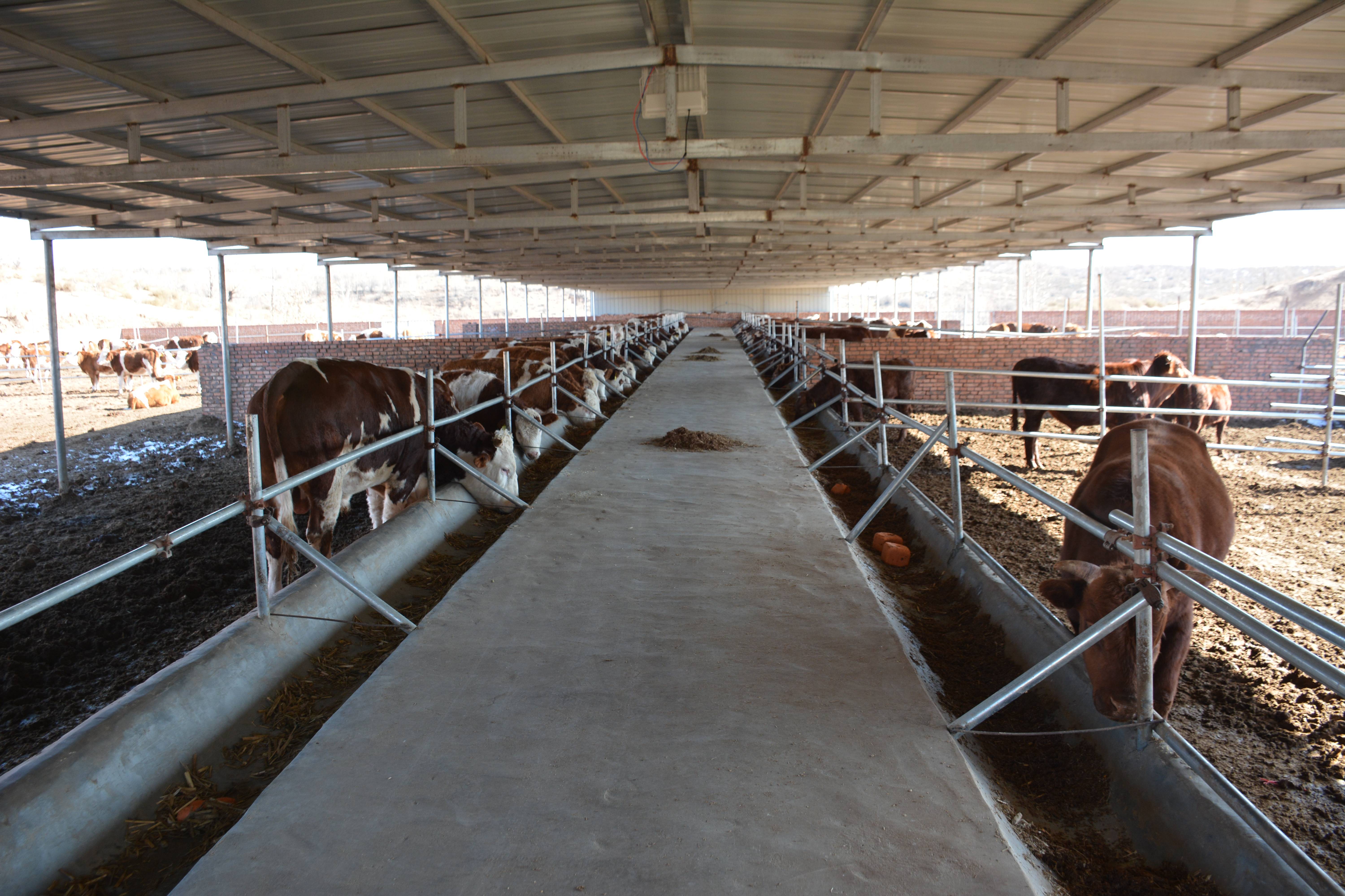 神木:牛羊养殖齐推进 增量提质产业旺