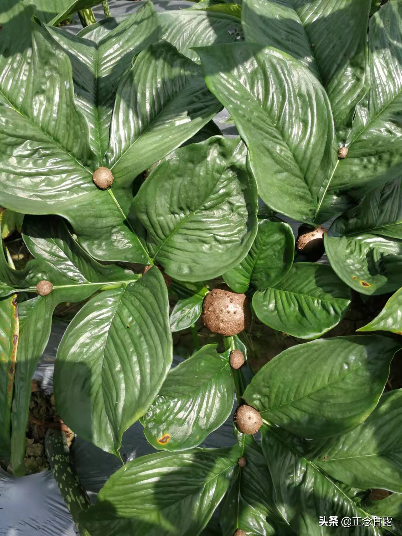 原创走进一家低调的珠芽魔芋种植户丰收喜人带动共同富裕