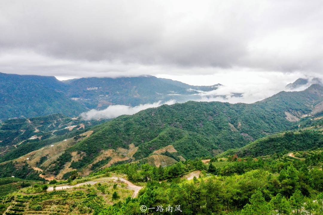 潮汕第一高峰，云雾缭绕似仙境，村民靠百年茶树早早过上小康生活