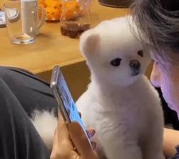 玩具嫉妒使狗狗面目全非！
